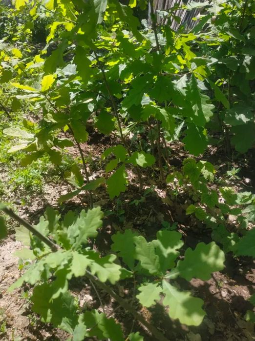 Дуб,катьлпа,саженцы