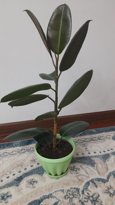 Продам шикарные Фикусы