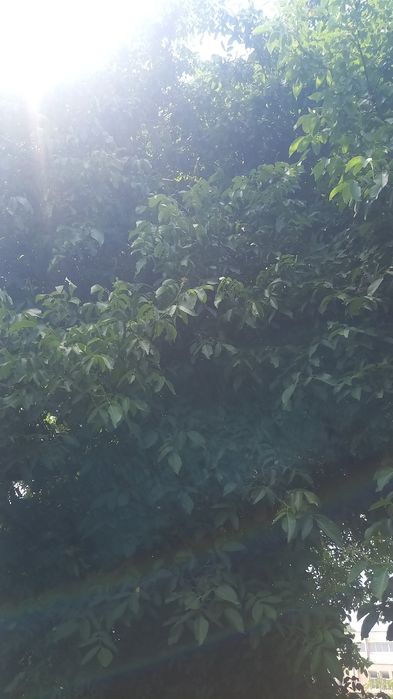 Nuc de vânzare , întreg