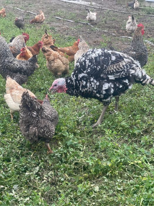 Curnani și curci de țară