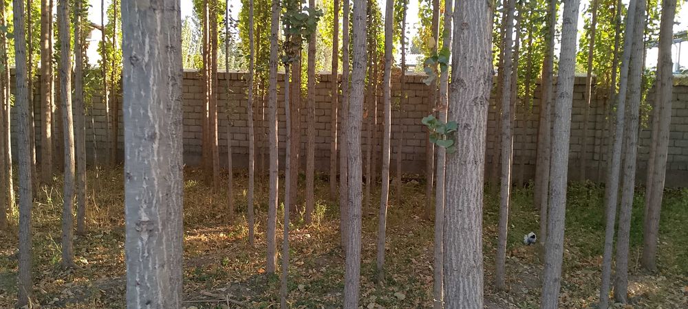 Участок сотилади. Янги  Куйлик бозори тарафта .