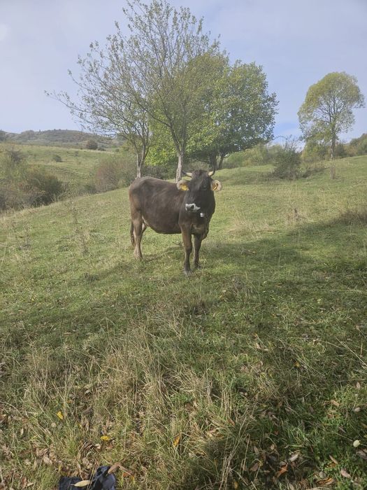 Vand vaca , 3 ani