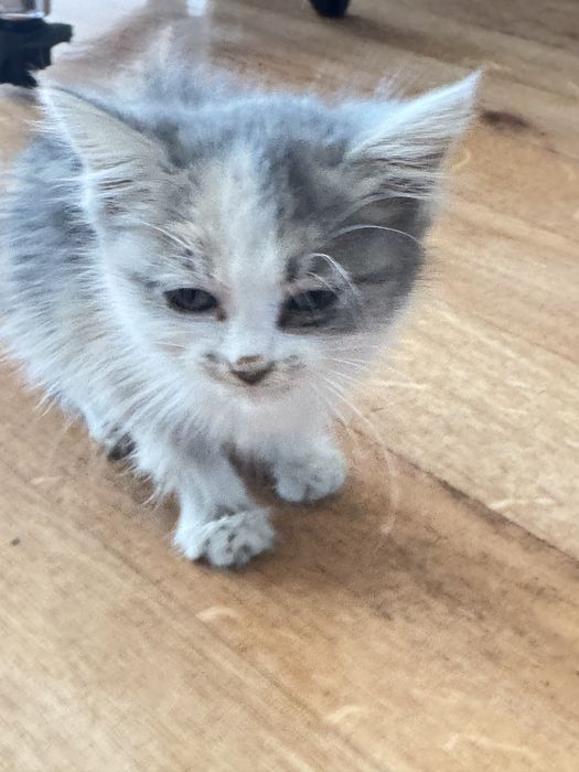 Кошка 2,5 месяц, ходить в лоток, кушают корм