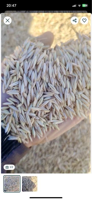 Сұлы сатамын қапталған