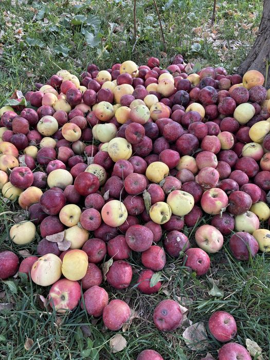 Продам яблочки бес жулдыз