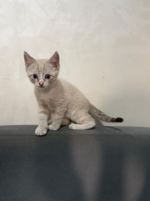 Отдам котенка девочку в добрые руки