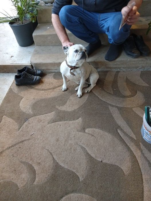 Куче Френски булдок