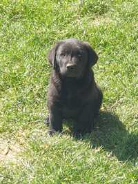 Labrador retriver 
-Certificat Pedigree tip A
-Carnet de