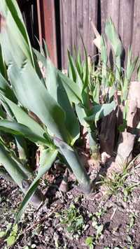 Vand Trestie Gigant Rizomi -Arundo Donax Aurea -De la 25 Lei/radacina