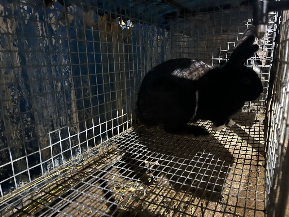 Iepurasi 2 luni si maturi