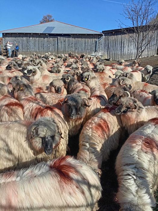 De vînzare 160 de oi țurcane