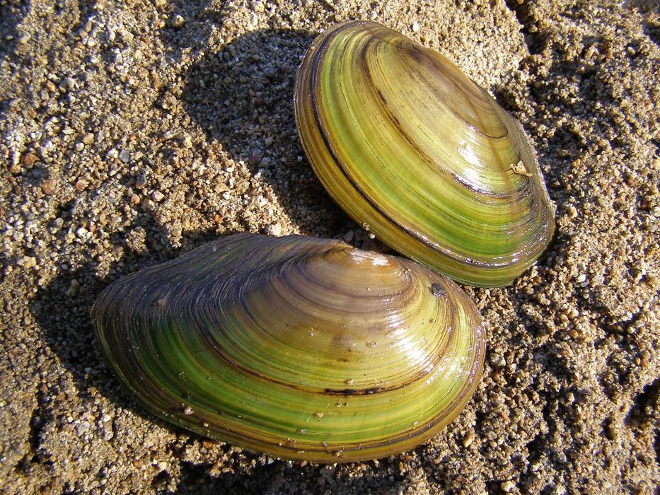 Филтр в аквариуме Мидии, Беззубка раковина Двустворчатая малюска