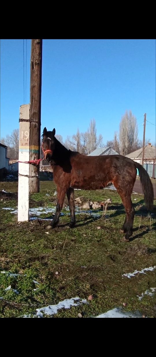 Байтал байтал сатылады