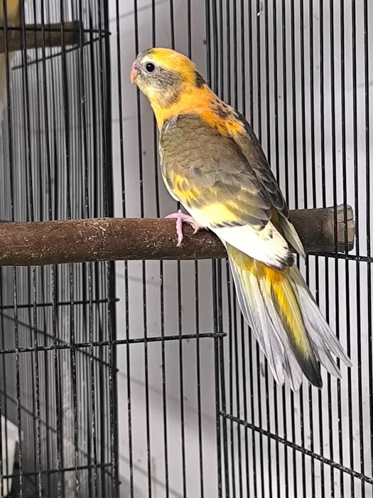 Papagali cantatori