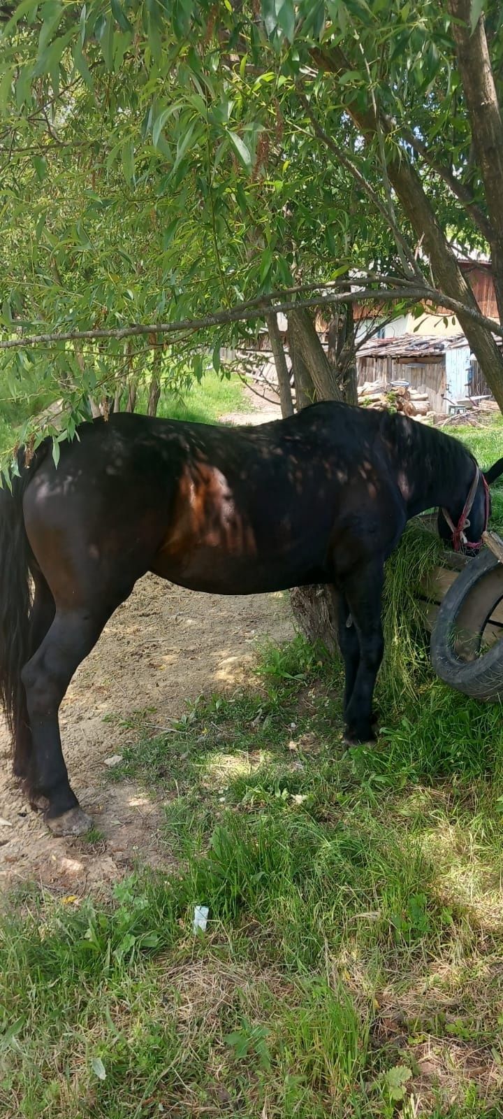 Vand cal, 7 ani, negru, cuminte