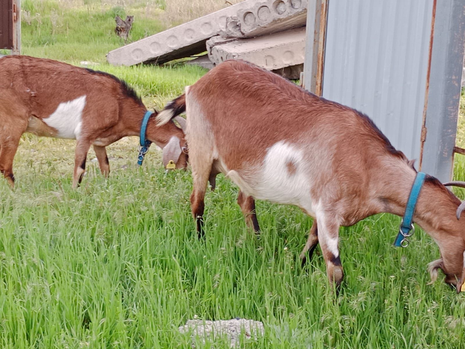 Нубийские альпийские козы