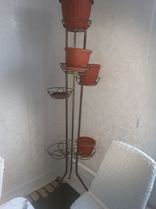 Цветок полка цветок