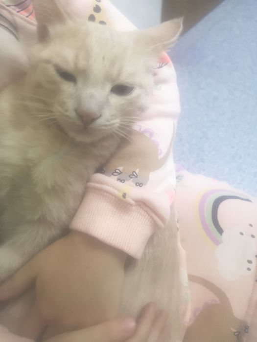 Котёнок симпатяшка.