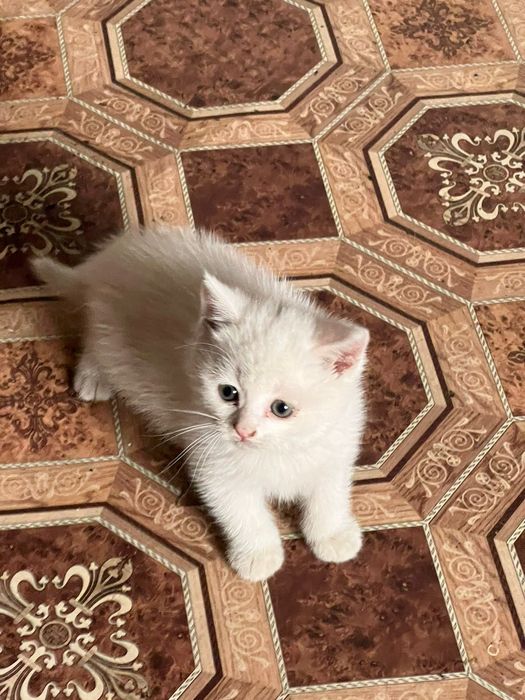 Котенок бесплатно.