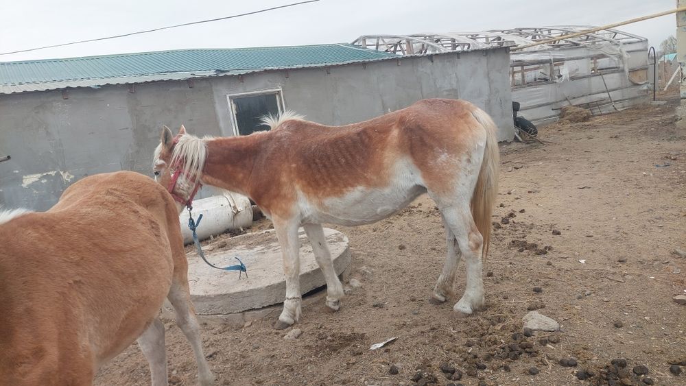 Бие сатамын..құлынымен. еркек құлын