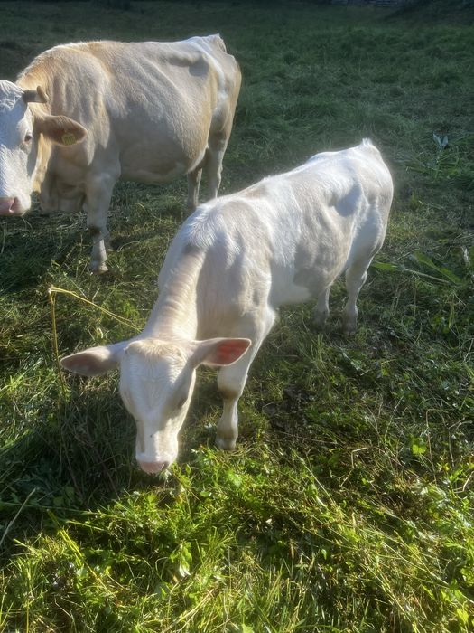 Vand vitel Poiana Buchin