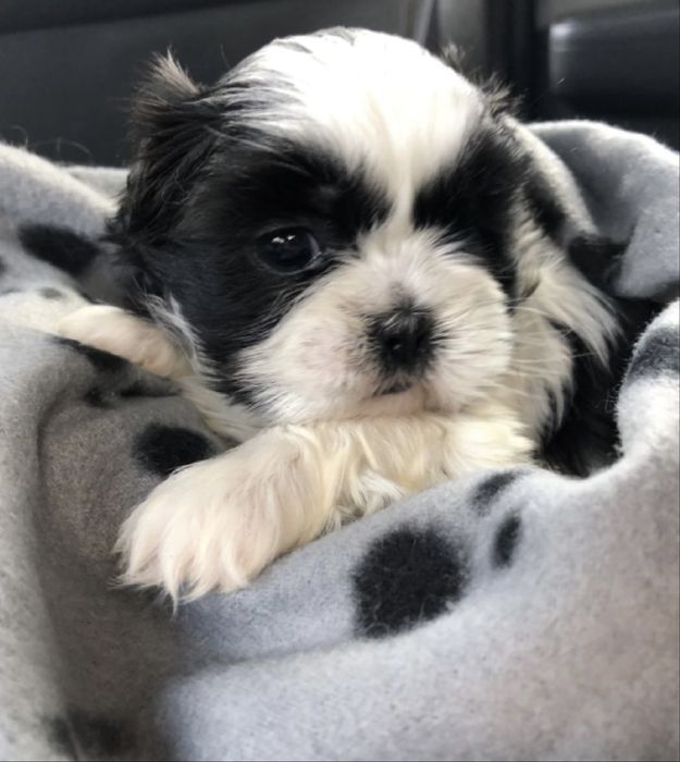 Bichon havanez 700 lei