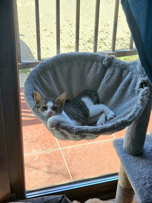 Pisicuta de aproape 4 luni pentru adoptie
