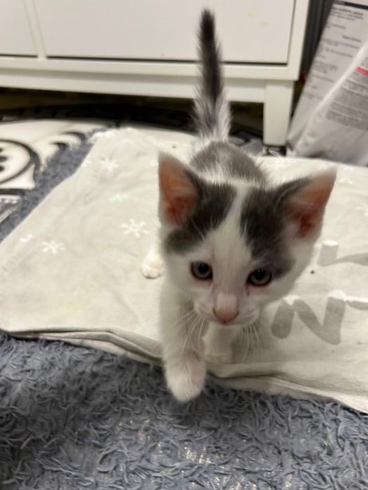 Отдам котенка мальчика 1.5 мес