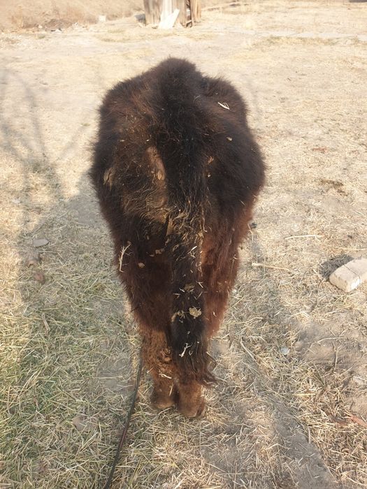 Швет букача сотилади срочна