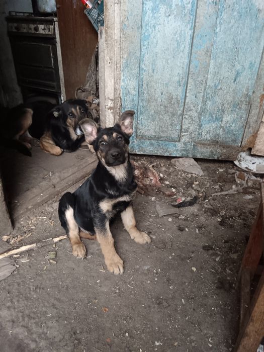 Продам щенка мальчика 3 месяца, порода немецкая  овчарка.