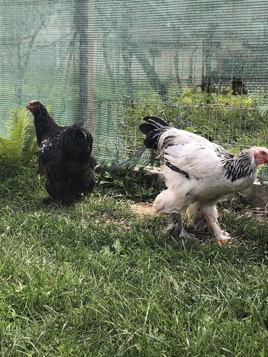 Cocosi brahma tineret 2025 vand sau schimb cu cereale