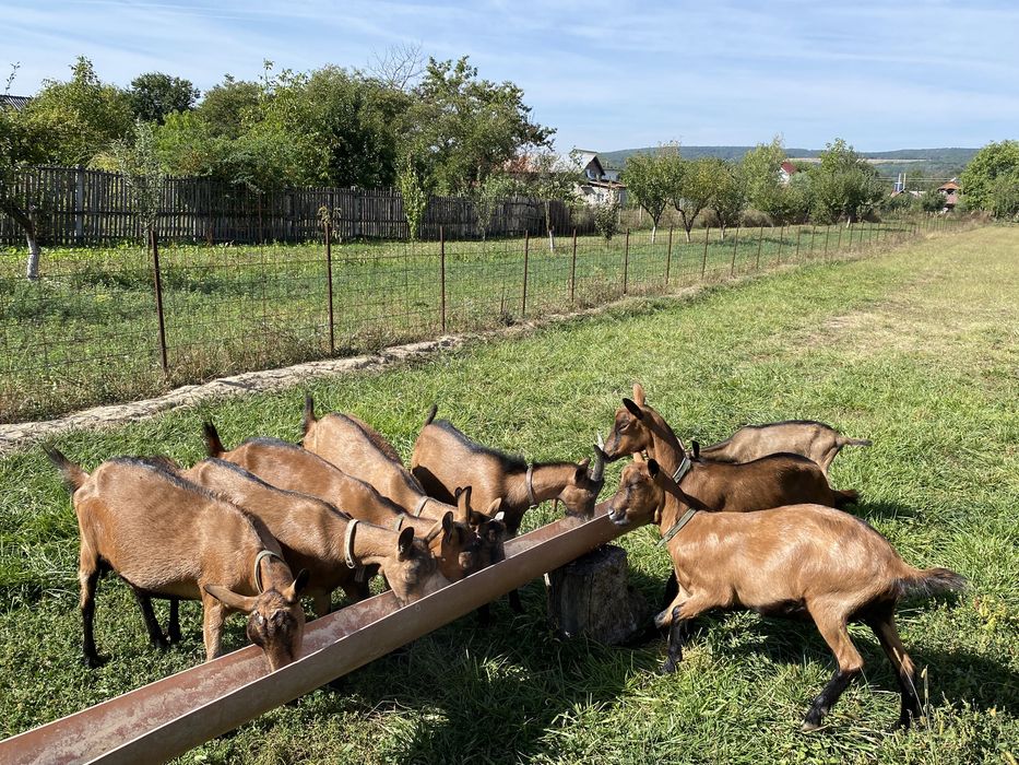 Alpine franceze de vanzare