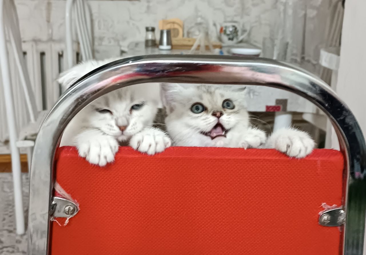 Продаются породистые котята