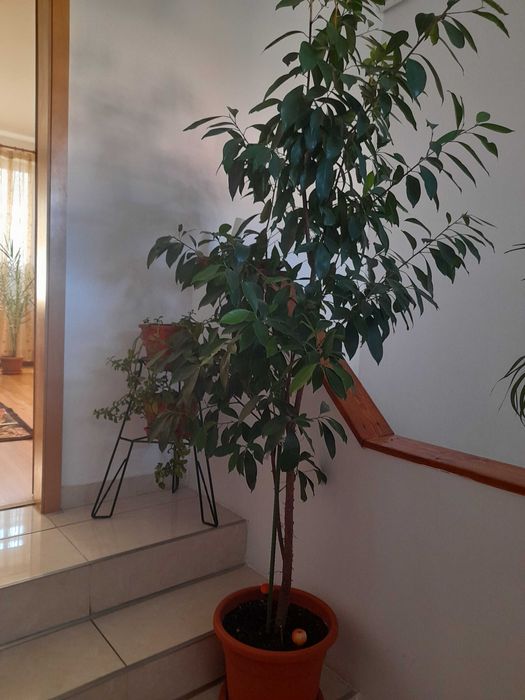 Ficus Benjamina cu frunze verzi