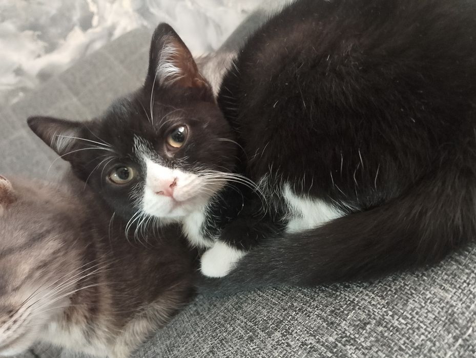 Подкидыши ищут дом