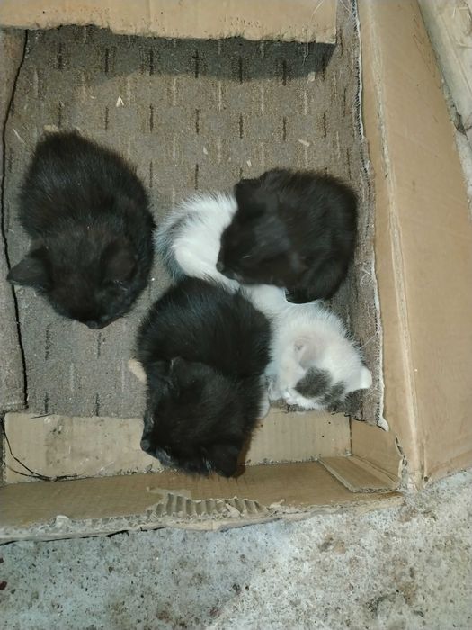 4 Pisoi băieți gratis