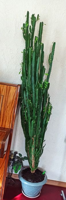 Кактус высокий растению 20 лет