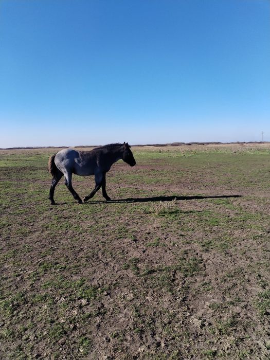 Vând mânză de 4 luni