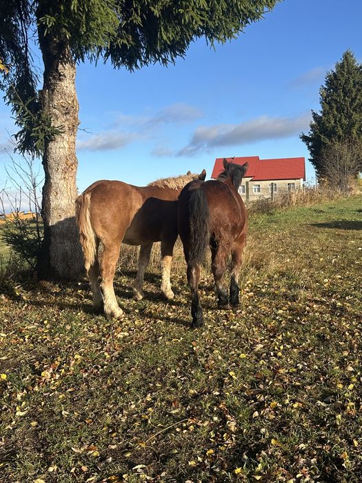 Mânz roşu de vânzare