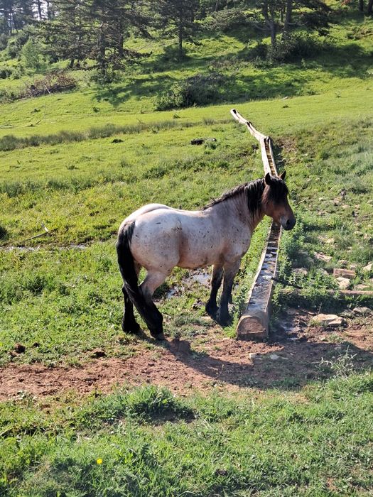 Vând harmasar de trei ani.
