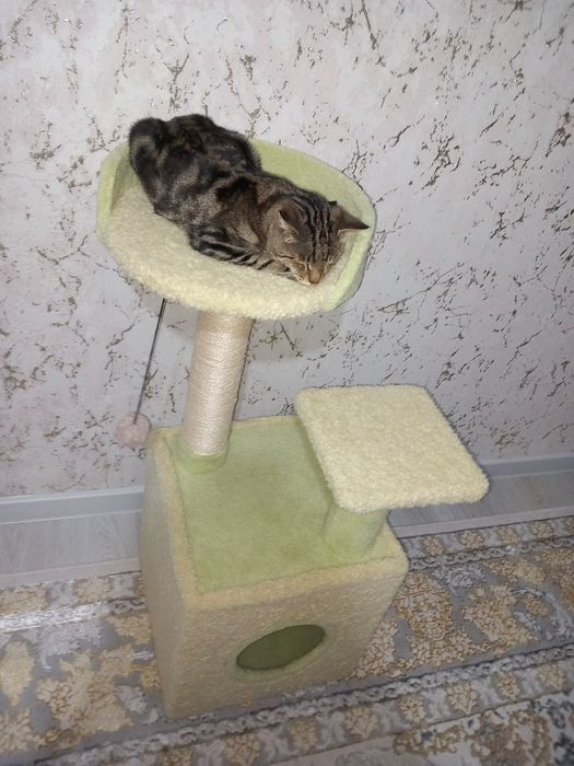 Mushukchalar uchun uycha