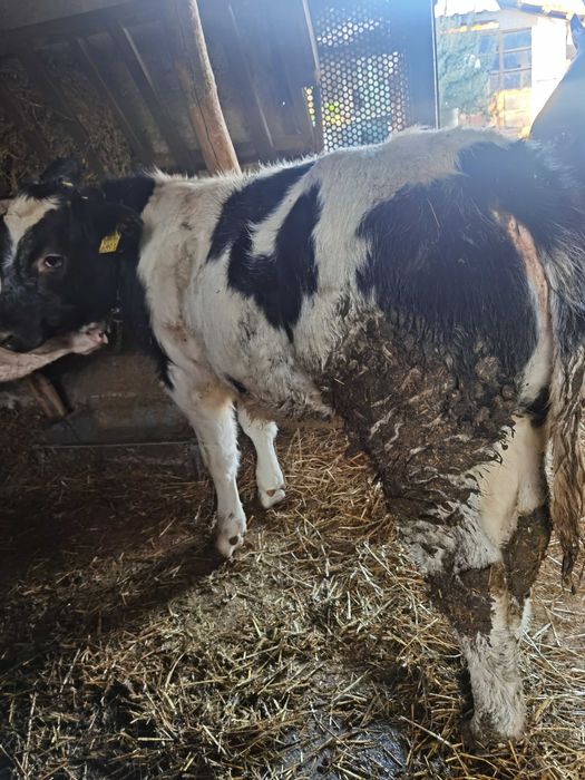 De vanzare vitea belga 190kg