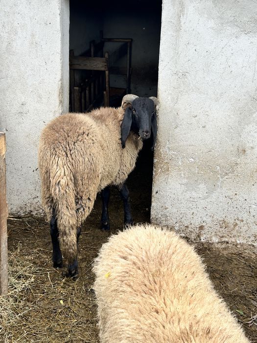 Vand trei miele si un berbec