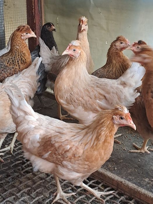 Puicute de casa de vanzare