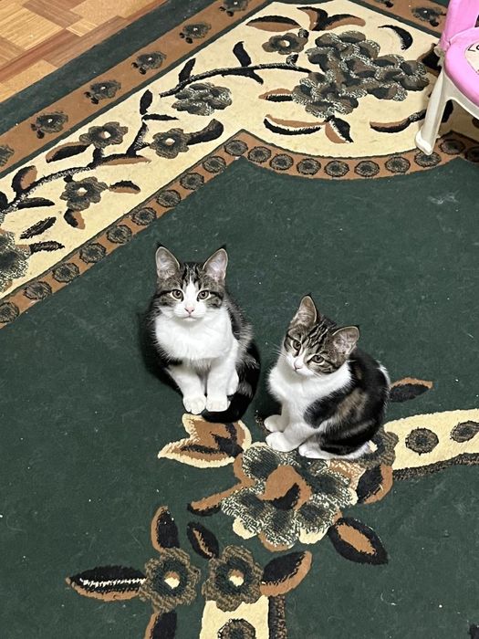 Тегын берып жыберемын