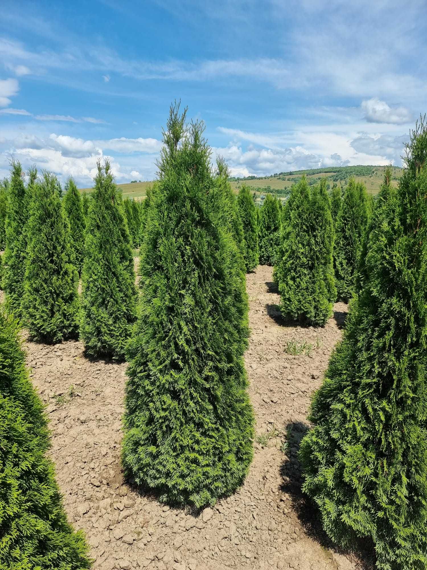 Tuia smarald PonPon Photinia Globulara Spirala