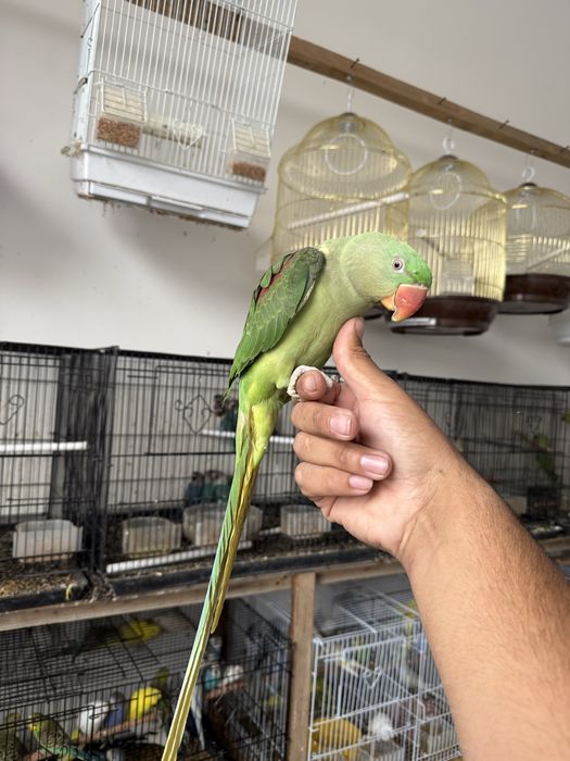 Ручной Говаряшый попугай продам