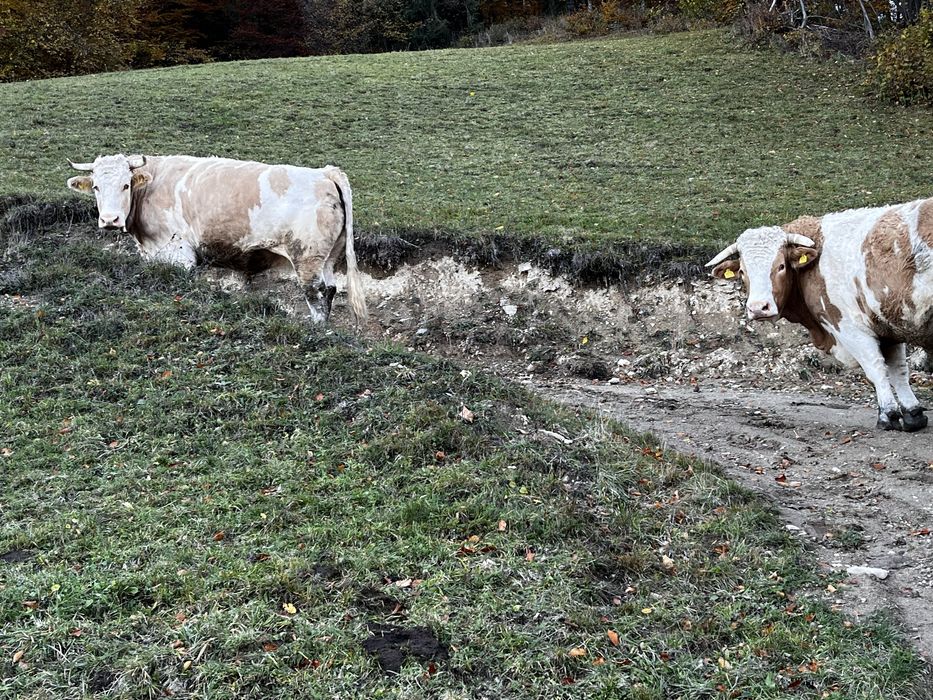 Boi de 6 ani detali la telefon
