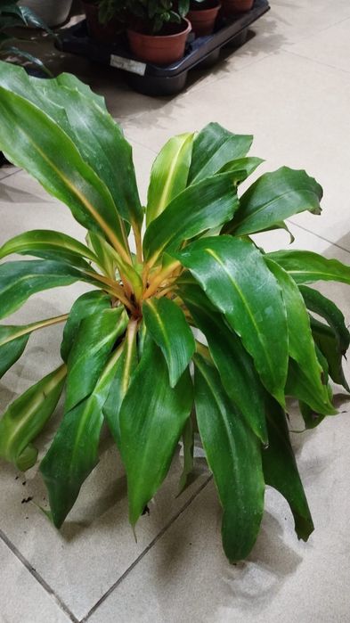 Хлорофитум Грин Оранж