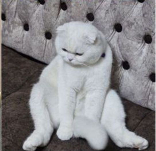 Скотиш фолд бн Страйт боллари